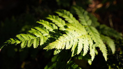 autumn forest, yellow trees, fern