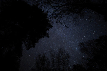 Starry sky, night, forest, the Milky Way