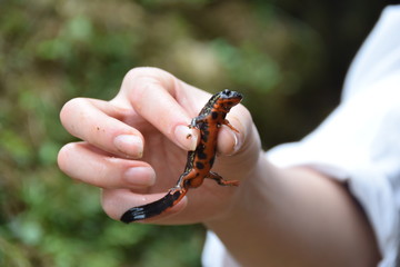 オキナワシリケンイモリ