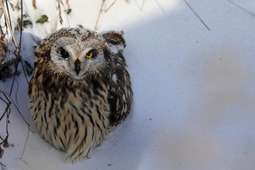 Short-eared Owl. 
