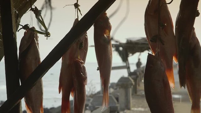 Close up still evening shot, along coastal road,  facing bright ocean, freshly  clupeid fish, bonga shad, strings passed through their open, mouths, tied on fish-monger's wooden roadside stalls, blur