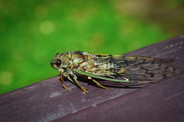 Cicada Bug , Cicada insect on wood on Green background.