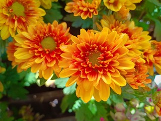 Flowers blooming vol.11