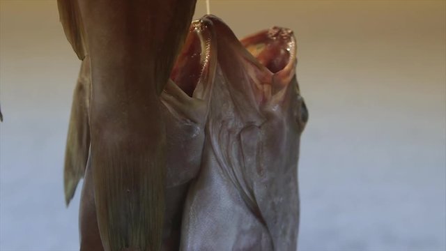 Extreme steady close-up  shot on a calm evening of displayed freshly caught, cleanly washed bonga shad fish on sale,  hanged in pairs by  thin strings looped through their wide  open mouths, big