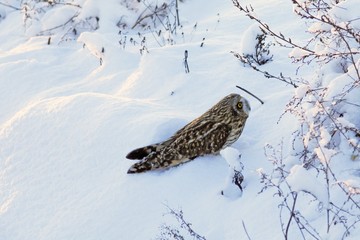 Short-eared Owl. 