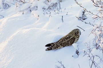 Short-eared Owl. 
