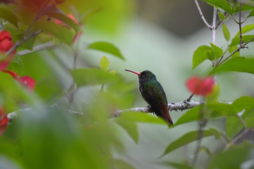 Colibrí