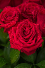 Rosas