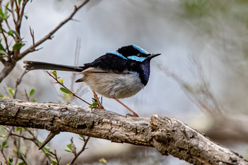 Obraz premium Superb Fairywren male (Malurus cyaneus) 