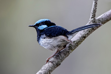 Superb Fairywren male (Malurus cyaneus)  © Andrew