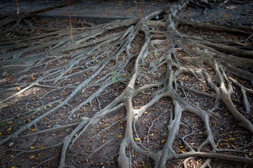 big tree root, tree root