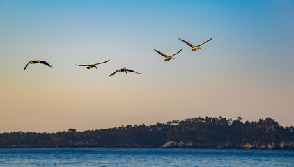 Fototapeta na wymiar Flight of the Pelicans at Carmel Beach