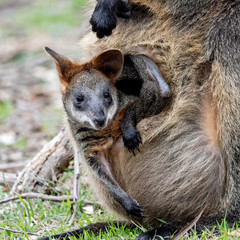 Swamp Wallaby (Wallabia bicolor)