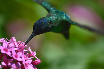 colibrí © CarlosRosales