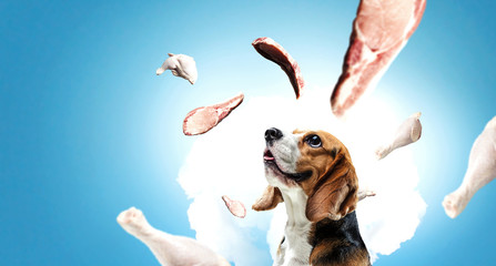 Funny dreaming dog. Mixed media