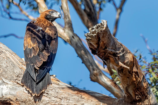 Wedge-tailed Eagle (Aquila audax)