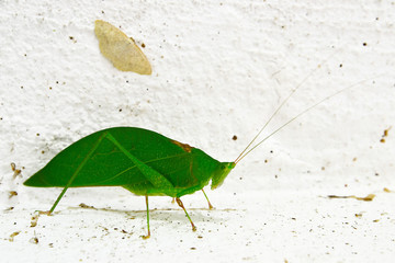 Saltamontes