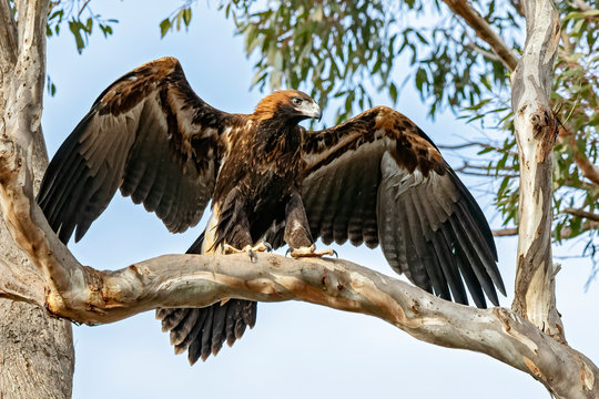 Wedge-tailed Eagle (Aquila audax)