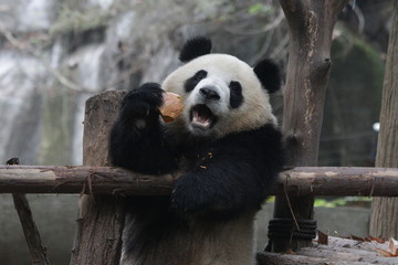 Obraz premium Little Cute Panda Cub eating Pumpkin, Chengdu, China