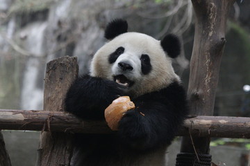 Naklejka na ściany i meble Little Cute Panda Cub eating Pumpkin, Chengdu, China