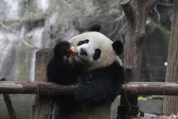 Obraz premium Little Cute Panda Cub eating Pumpkin, Chengdu, China
