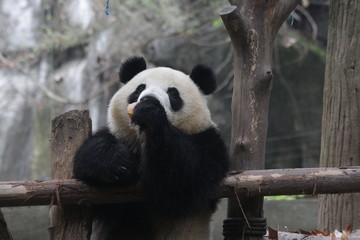 Fototapeta premium Little Cute Panda Cub eating Pumpkin, Chengdu, China