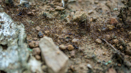 Red imported fire ant,Action of fire ant