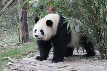Fototapeta premium Funny Giant Panda Cub name Yuan Run, Chengdu, China