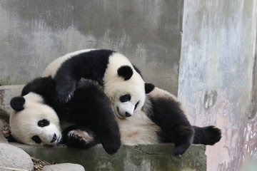 Panda Cub  and Mother Panda, Chengdu, China