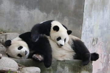 Precioud Moent of Love, Mother Panda and her Cub, Little cub is trying to wake up her mom, Chengdu, China © foreverhappy