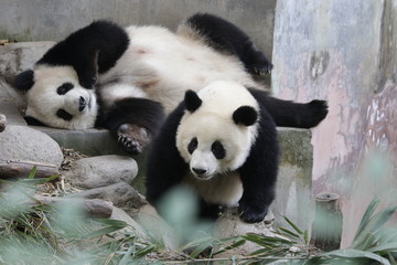 Fototapeta premium Panda Cub and Mother Panda, Chengdu, China