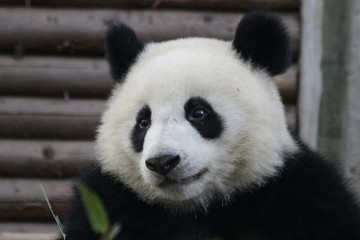 Fototapeta premium Bright Eyes of Little Panda Cub, China