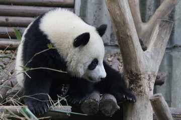 Obraz na płótnie Canvas Bright Eyes of Little Panda Cub, China
