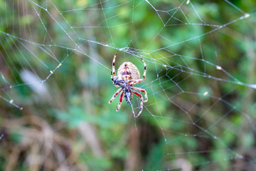 Spider eating a insect