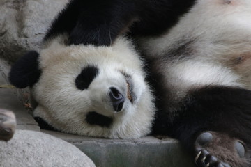 Obraz premium Clsoe up Sleeping Mother Panda whne she is taking a break from playing with her cub, Chengdu, China