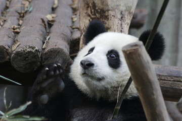 This Little Panda Cub is Having Fun on Playing with a Bamboo Stick, Chengdu Panda Base, China