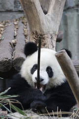Obraz premium This Little Panda Cub is Having Fun on Playing with a Bamboo Stick, Chengdu Panda Base, China