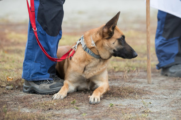 A police dog next to his handler