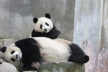 Precious Moment, Bonding of Love, Mother Panda is Playing with her Cub Gently, Chengdu, China © foreverhappy
