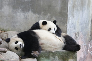 Mother Panda and Her Cub, Chengdu, China