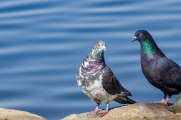 PIGEONS 1