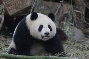 Obraz na płótnie Canvas Cute and Cuddly Fluffy Panda Cub in Chengdu, China