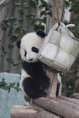 Obraz premium Little Sweet Panda Cub enjoys Exploring his Enclosure, China
