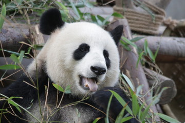 Obraz na płótnie Canvas Beautiful Sweet Female Giant Panda, China