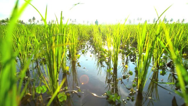 Asian female manual worker in the tropical rice fields of Java Indonesia 
