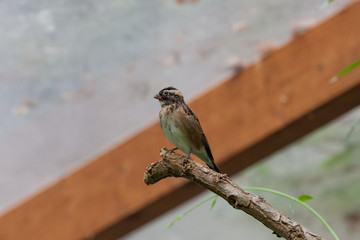 Dominikanerwitwe
