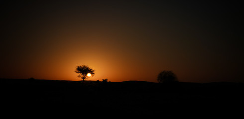 the sun rising through the branches of an acacia in the Sahara desert Ennedi, Chad