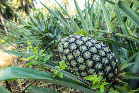 Thai pineapple farming, Fresh Pineapple in farm
