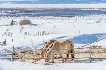 Fjord Horses