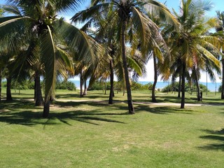 palm trees on the beach